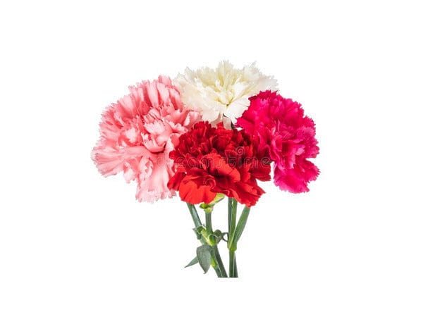 Seasonal Carnations